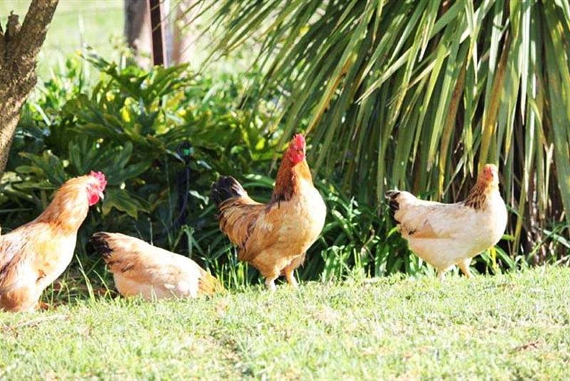 Eikelaan Farm Cottages - self catering guest farm in Tulbagh, Breede River Valley