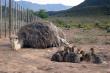 Ostriches