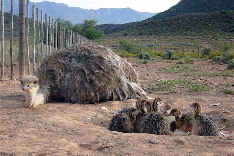 Ostriches
