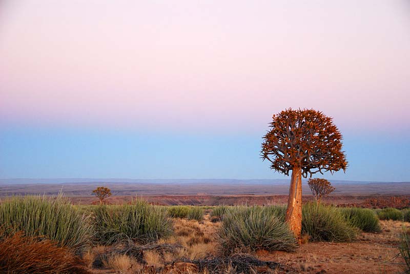 Lonely tree