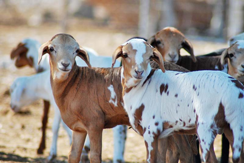 Active sheep and cattle farm - Vreugde Guest Farm accomodation Outjo District, Namibia