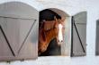 Meet our farm horses, Abby, Silva and Rain Forest