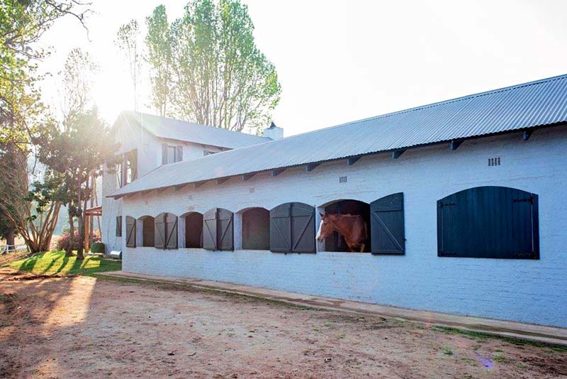 Meet our farm horses, Abby, Silva and Rain Forest