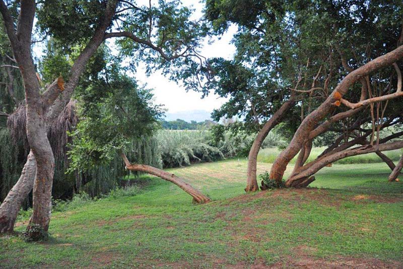 Beautiful trees with plenty of bird life.