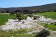 Flower season Aug and Sept - The Lazy Daisy self catering in St Helena Bay