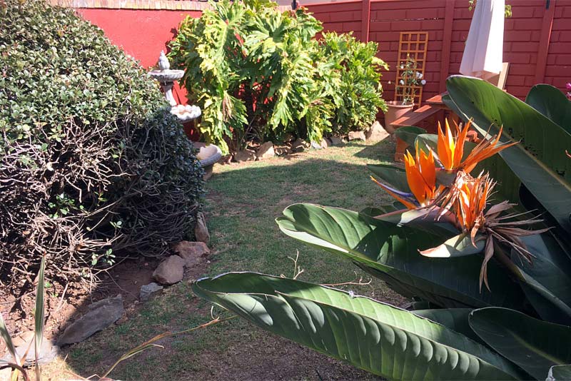 Garden - House On Morninghill self catering Bedfordview