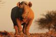 Mount Etjo Safari Lodge luxury accommodation Kalkfeld, Otjozondjupa