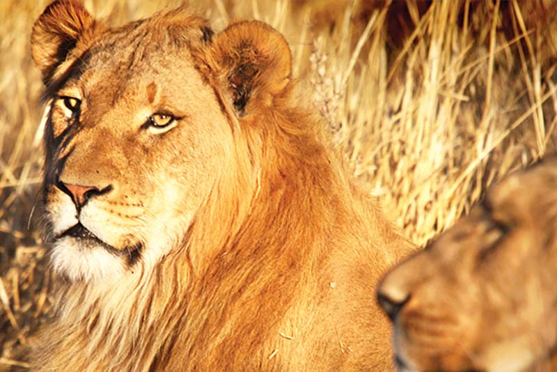 Mount Etjo Safari Lodge luxury accommodation Kalkfeld, Otjozondjupa