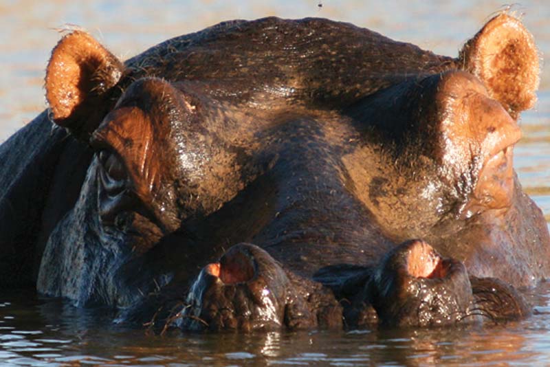 Mount Etjo Safari Lodge luxury accommodation Kalkfeld, Otjozondjupa