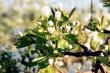 Apple blossoms in spring 