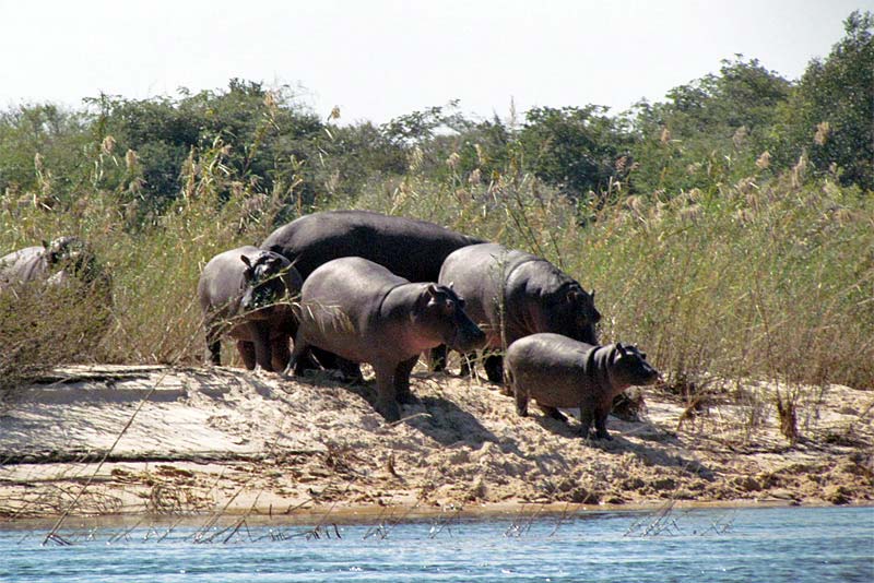 Caprivi Houseboat Safaris Lodge - dinner, bed and breakfast near Katima Mulilo
