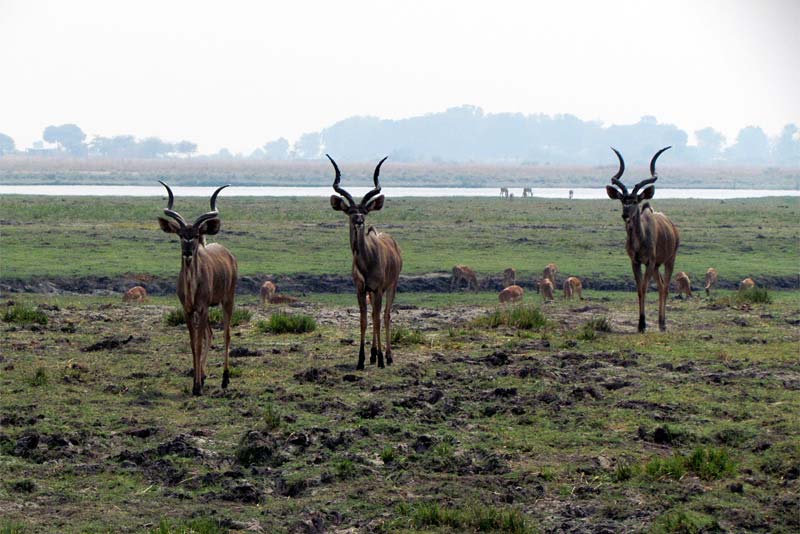 Caprivi Houseboat Safaris Lodge - dinner, bed and breakfast near Katima Mulilo
