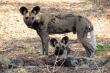 Caprivi Houseboat Safaris Lodge - dinner, bed and breakfast near Katima Mulilo