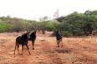 Adansonia Eco Lodge - self catering, dinner bed and breakfast near Musina