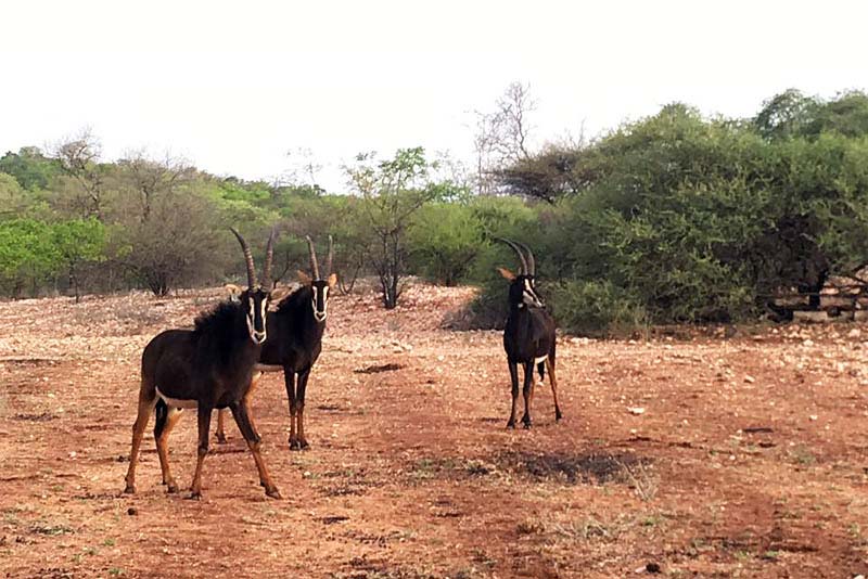 Adansonia Eco Lodge - self catering, dinner bed and breakfast near Musina