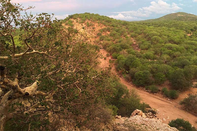 Adansonia Eco Lodge - self catering, dinner bed and breakfast near Musina