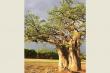 Adansonia Eco Lodge - self catering, dinner bed and breakfast near Musina