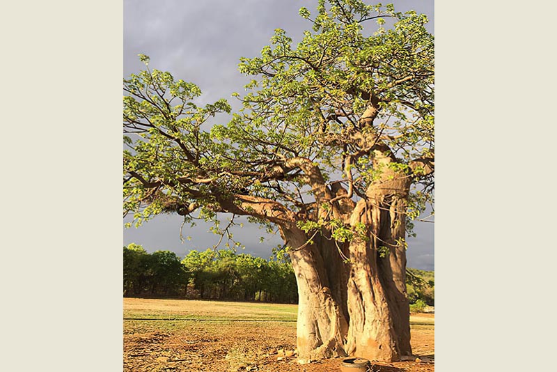 Adansonia Eco Lodge - self catering, dinner bed and breakfast near Musina