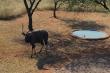 Makhato 84 - Self-catering in Sondela Nature Reserve, Bela-Bela, Limpopo
