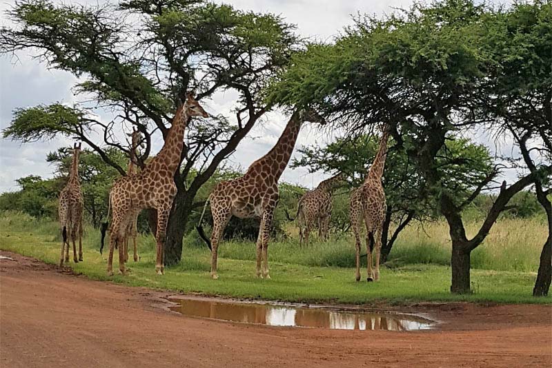 Makhato 84 - Self-catering in Sondela Nature Reserve, Bela-Bela, Limpopo