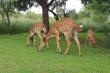 Makhato 84 - Self-catering in Sondela Nature Reserve, Bela-Bela, Limpopo