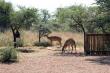 Makhato 84 - Self-catering in Sondela Nature Reserve, Bela-Bela, Limpopo