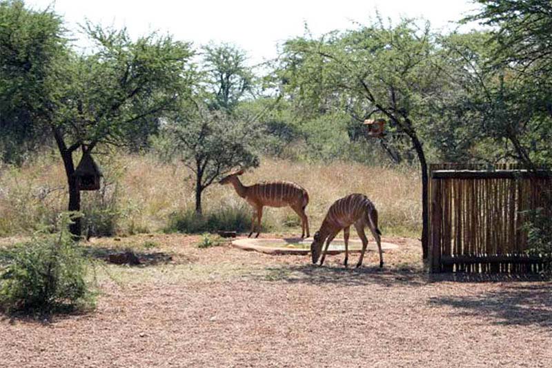 Makhato 84 - Self-catering in Sondela Nature Reserve, Bela-Bela, Limpopo