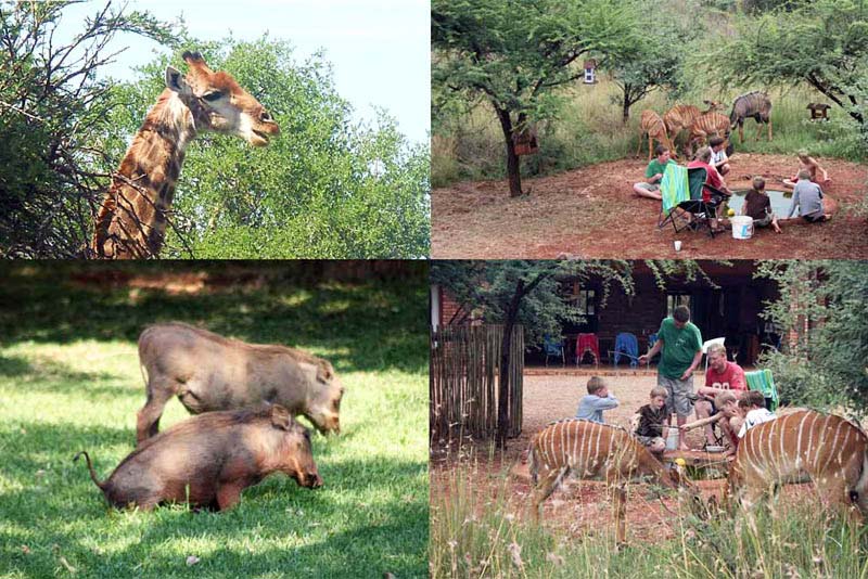 Makhato 84 - Self-catering in Sondela Nature Reserve, Bela-Bela, Limpopo