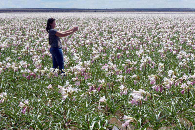 Lily Pan attraction - Maltahohe Hotel, Namibia