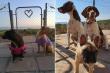 Guest dogs in front of fence