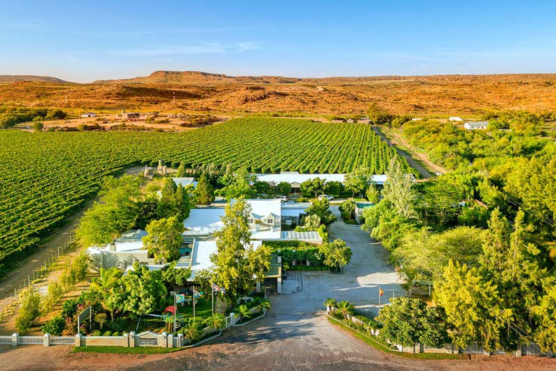 Vineyards surrounding Property