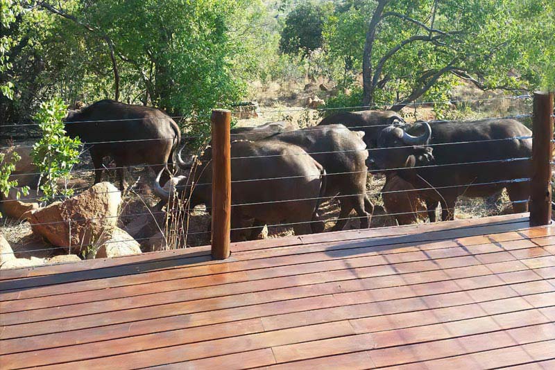 Visitors