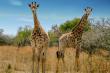 Wild life 