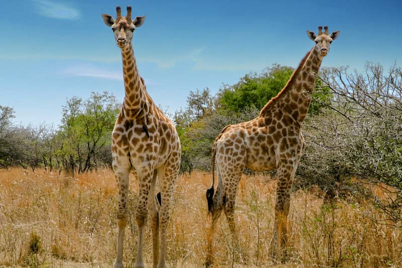 Wild life 