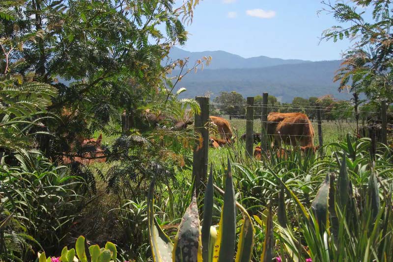 Cows in the next door meadow