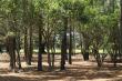 Our little forest