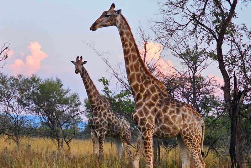Giraffe
