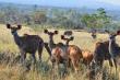 Kudu