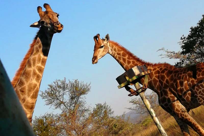 Giraffe