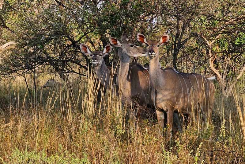 Kudu