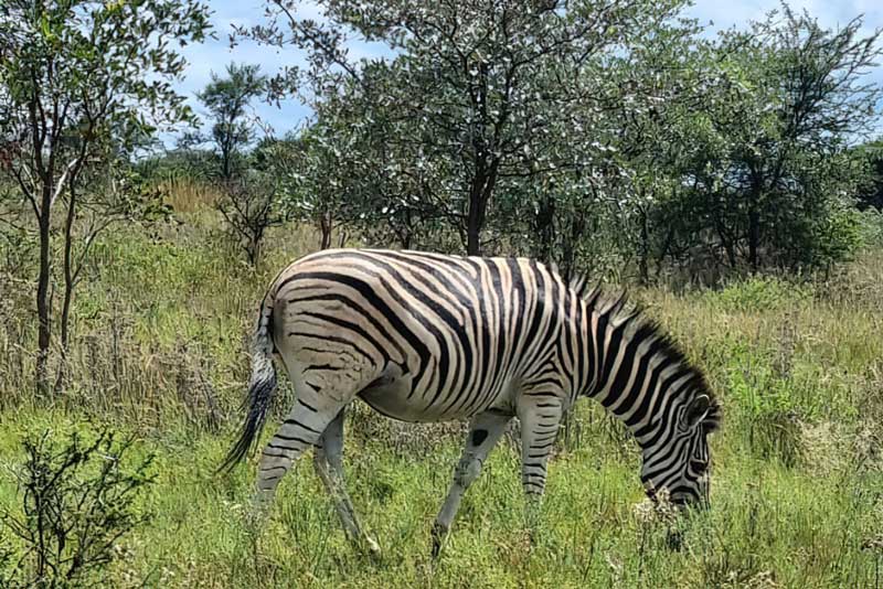 Zebra