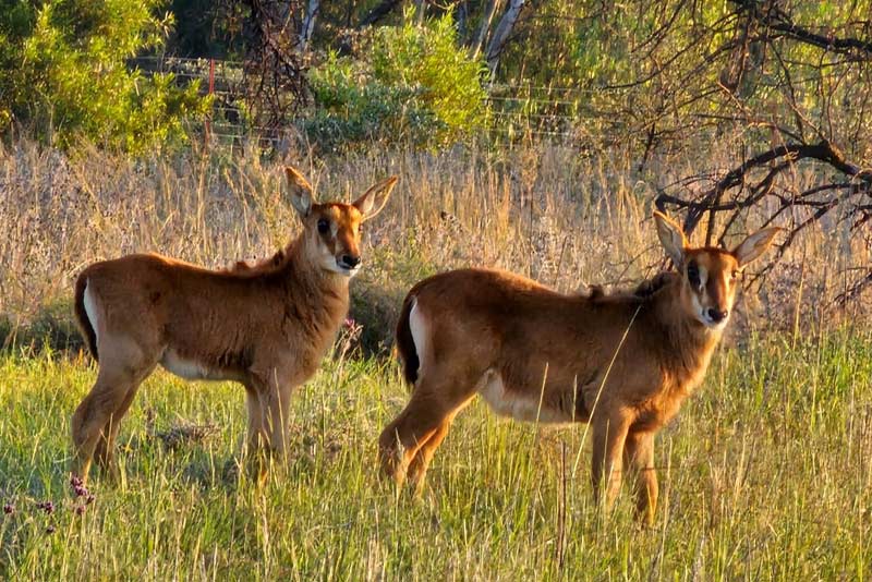 Sable babies