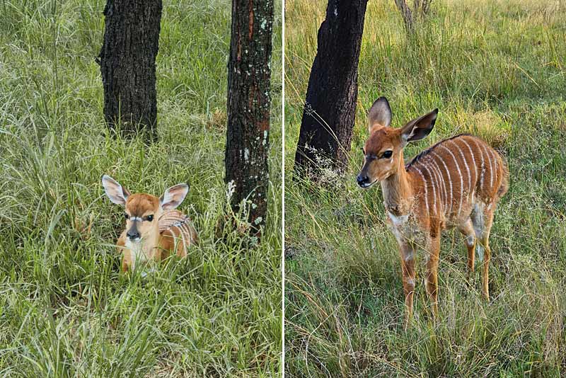 Nyala babies