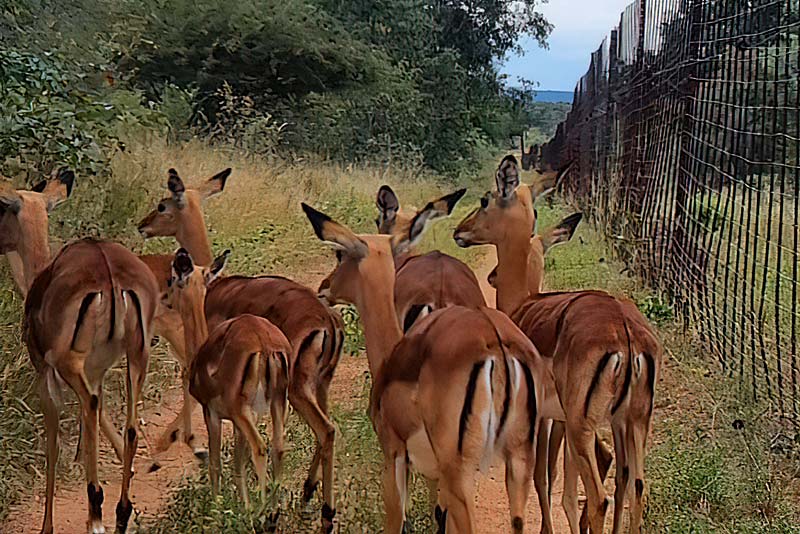 Impala