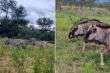 Zebra & Blue Wilde Beest
