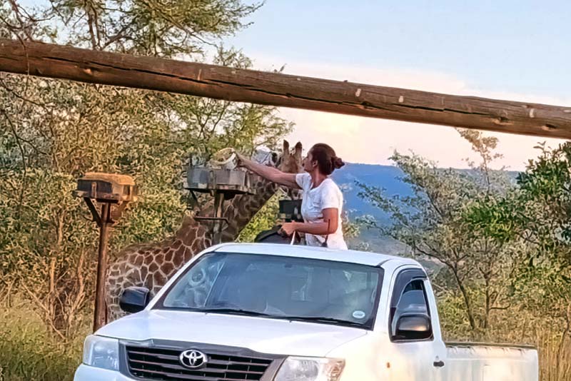 Guest helping with feeding the Giraffes