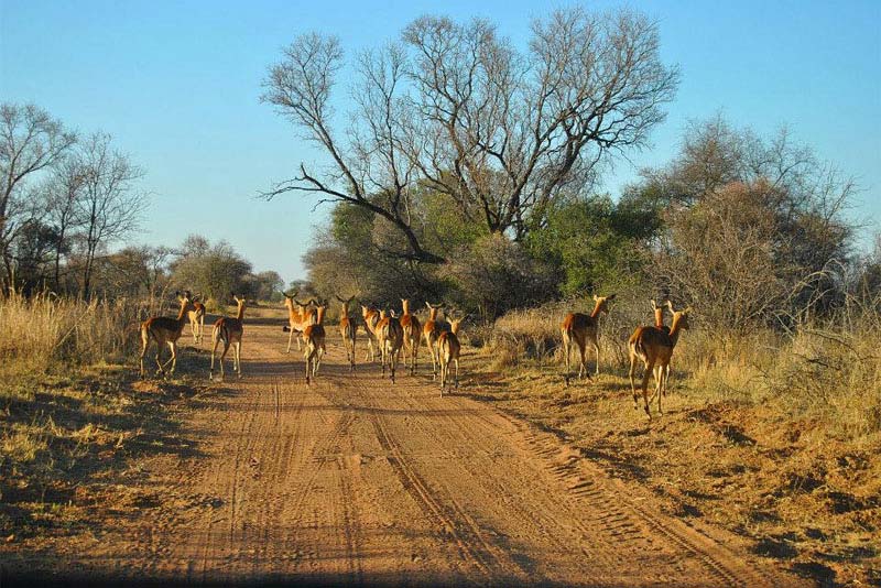 25 Cyferfontein self catering in Mabalingwe Reserve, Bela-Bela