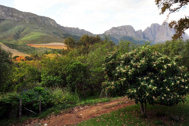 View from Units 1 and 2 - Kierie Kwaak self catering in Stellenbosch