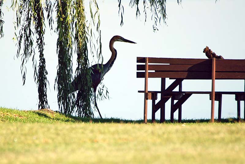 Regular visitors on the river banks