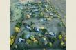 Aerial view showing all cottages - self catering Magaliesburg